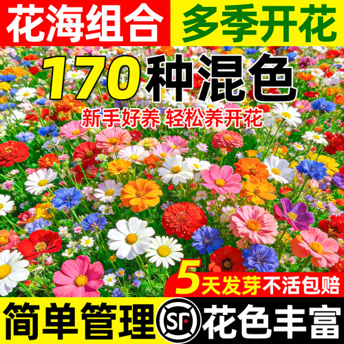 野花组合向日葵格桑花太阳花种子