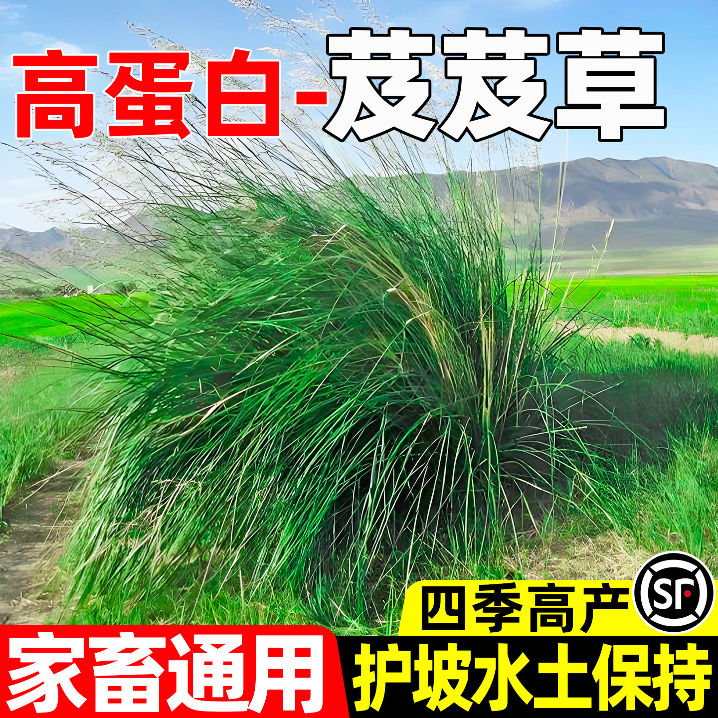 芨芨草四季高产家畜喜食护坡固土