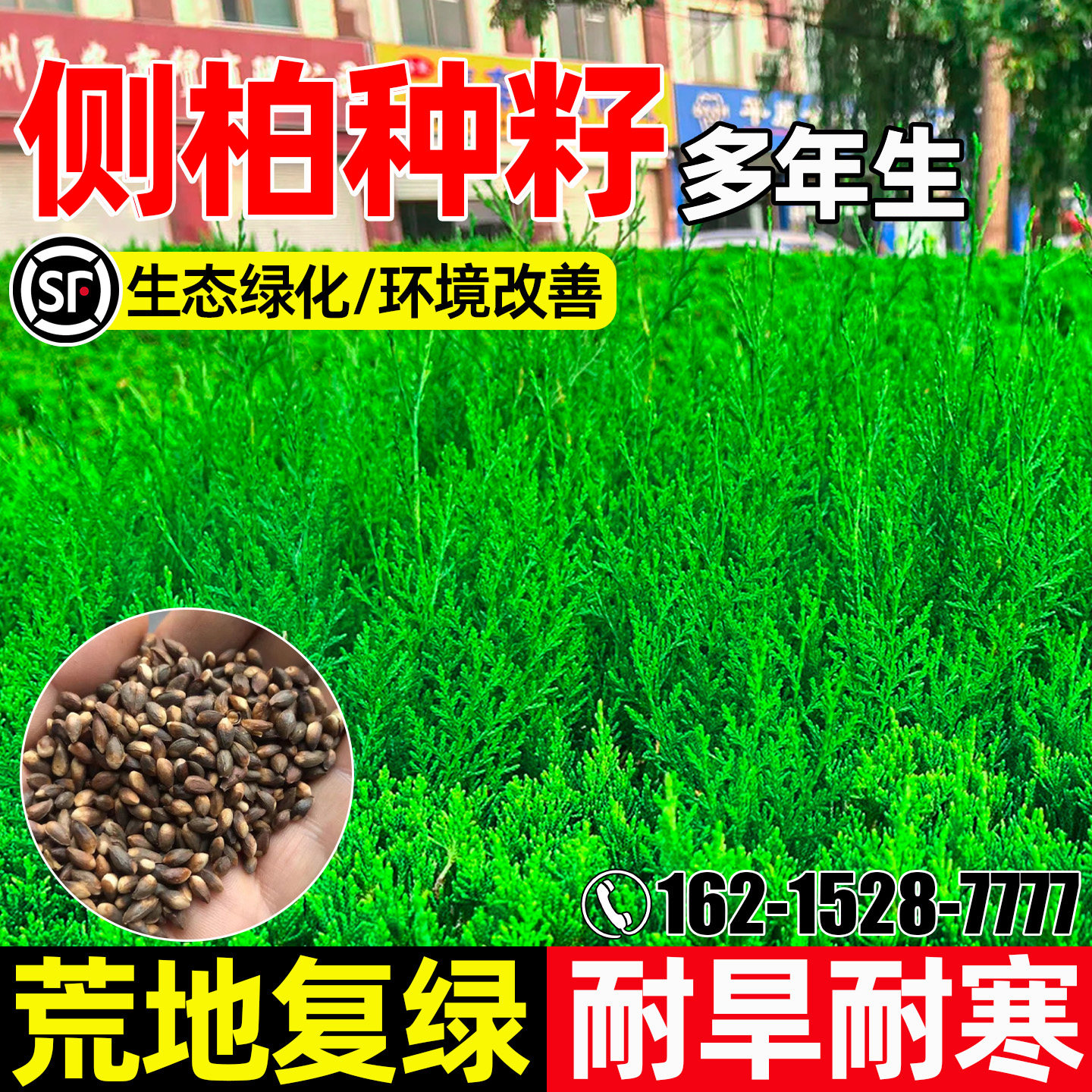 侧柏树耐寒耐旱生态修复绿化灌木