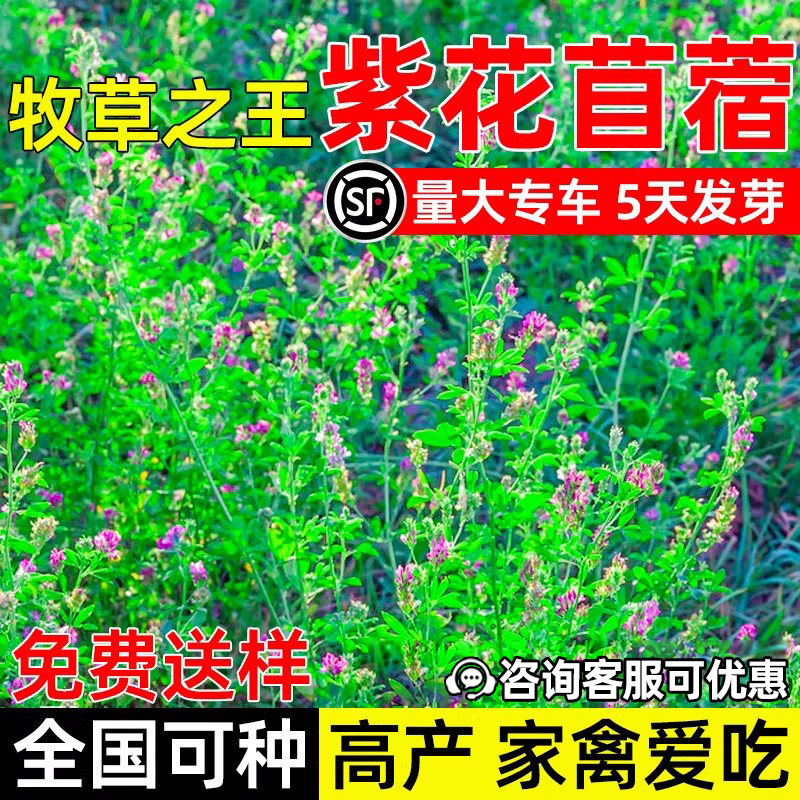 紫花苜蓿多年生四季高产牧草种子