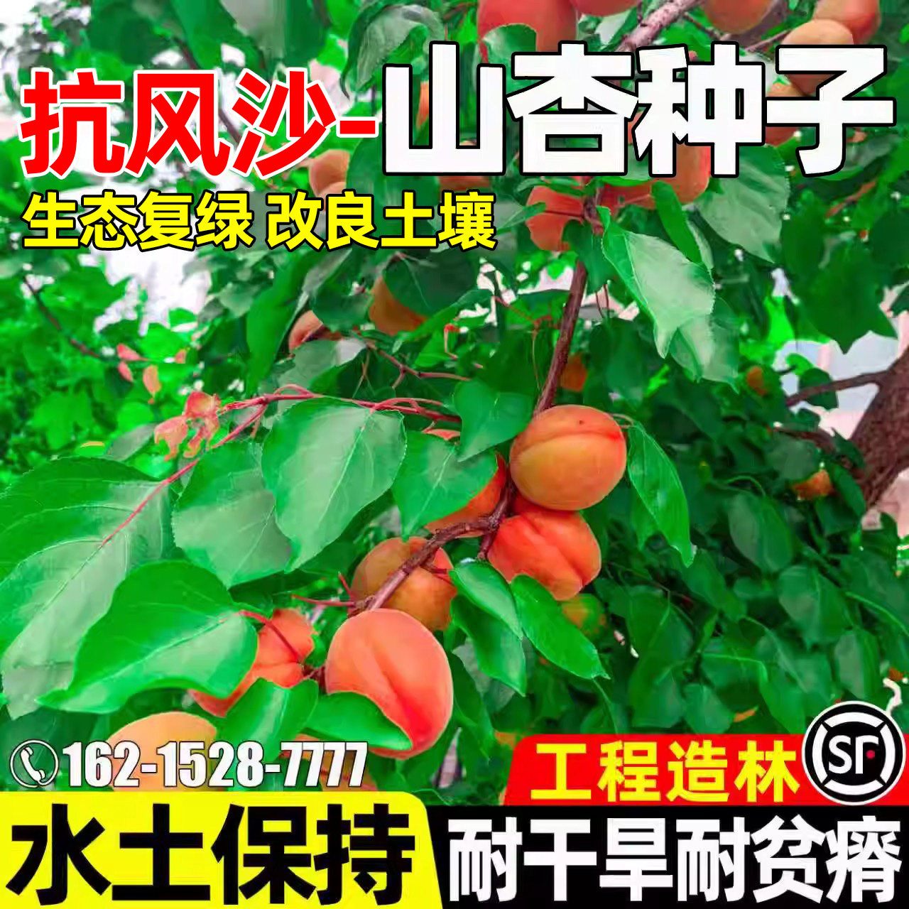 山杏种子耐旱耐贫瘠灌木种籽生态复绿水土保持多年生工程绿化草籽