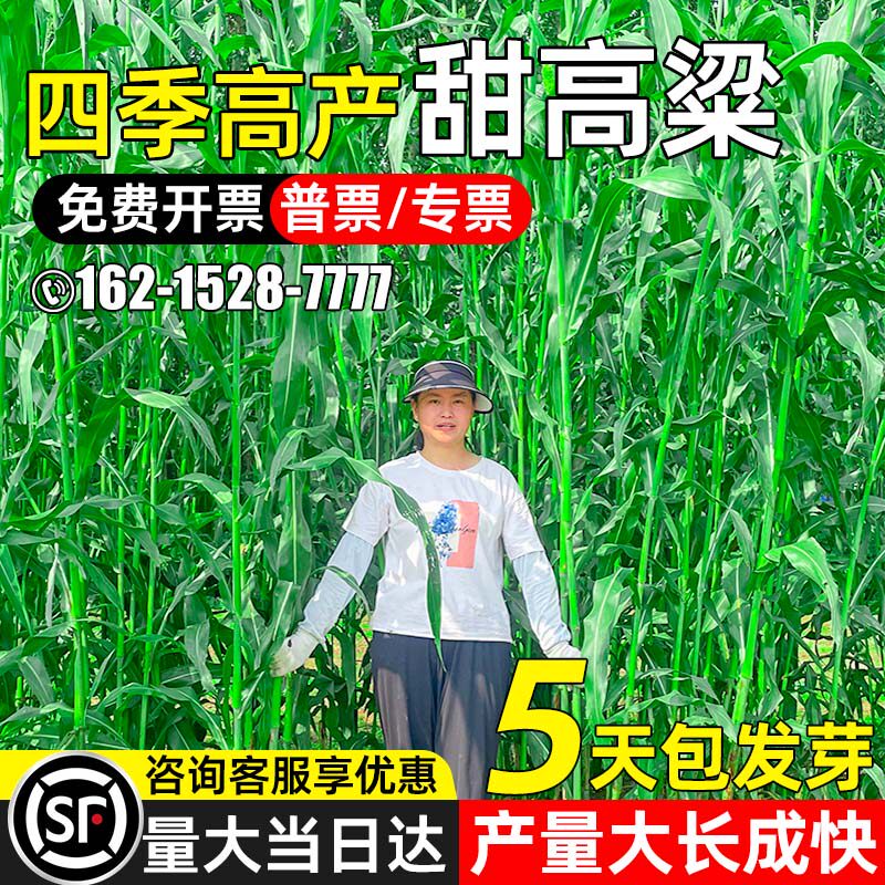 甜高粱种子四季高产饲用草籽多年生高蛋白畜牧养殖多茬收割草种籽