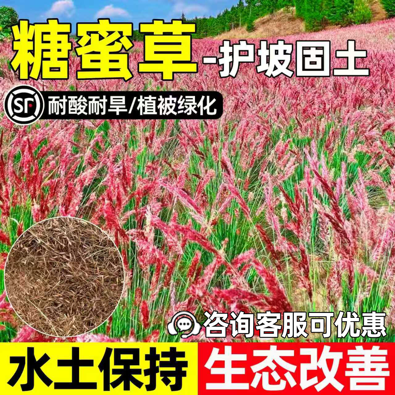 糖蜜草护坡固土水土保持生态改善