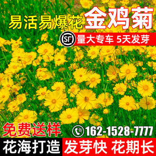 金鸡菊花种子四季种植公园景区花海景观花卉野花组合种籽绿化花籽