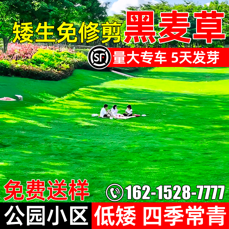 草坪草籽黑麦草四季常青公园小区
