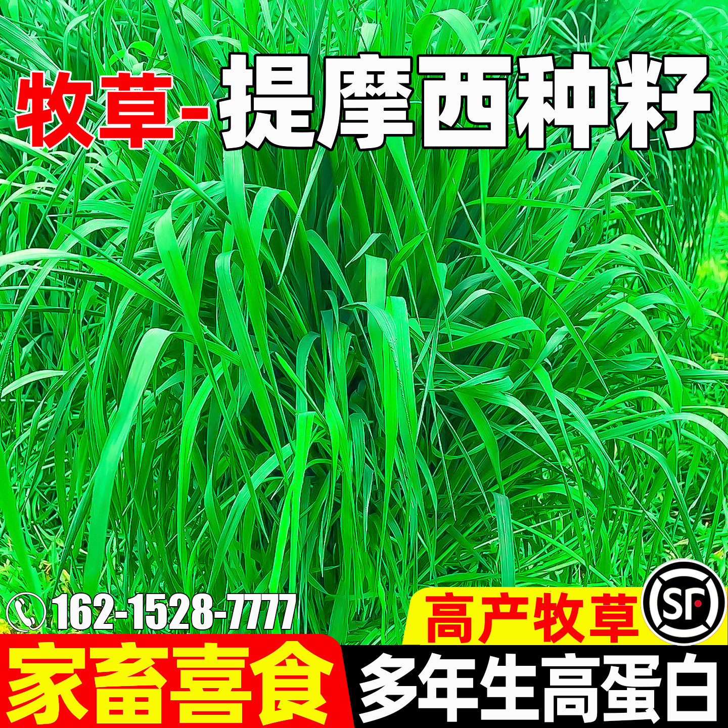 提摩西畜牧养殖家禽喜食兔子龙猫