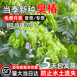 臭椿种籽多年生护坡固土林木灌木草籽生态修复工程绿化耐贫瘠种子