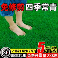 草坪草籽四季常青护坡狗牙根马尼拉庭院地毯草皮绿化黑麦草种子孑