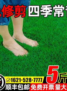 草坪草籽四季常青护坡狗牙根马尼拉庭院地毯草皮绿化黑麦草种子孑