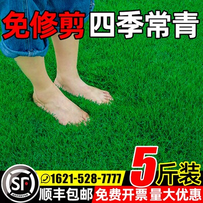 草坪草籽四季常青护坡狗牙根马尼拉庭院地毯草皮绿化黑麦草种子孑