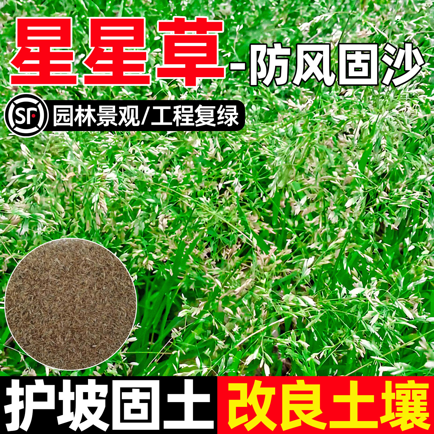 星星草种子多年生耐盐碱护坡固土