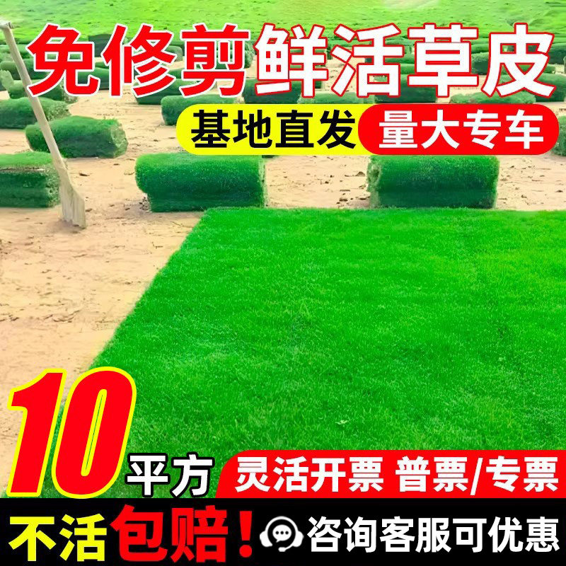 草皮真草坪带泥土别墅花园绿化四季青果岭草台湾草马尼拉草皮带土