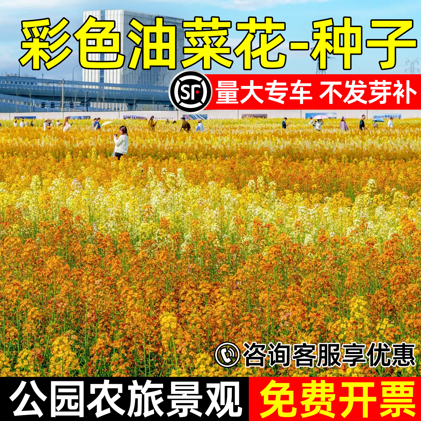 彩色油菜花种籽网红花海景观景点设计公园环境美化耐干旱花卉种子