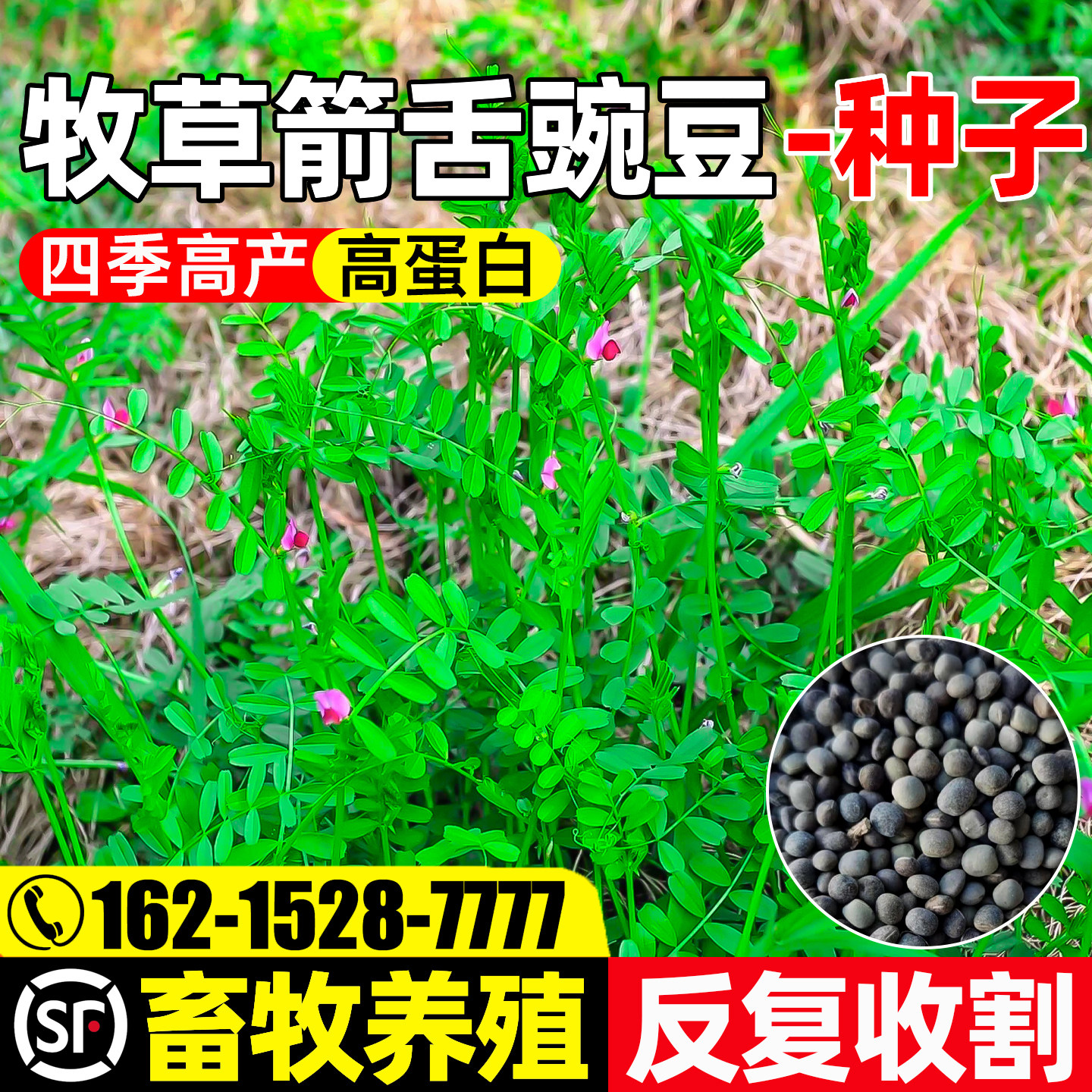 箭舌豌豆四季高产畜牧养殖高蛋白