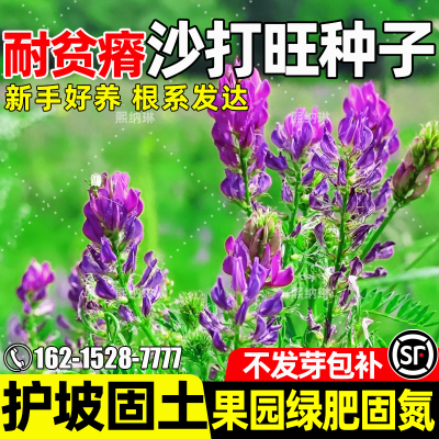 沙打旺牧草四季高产畜牧养殖绿肥