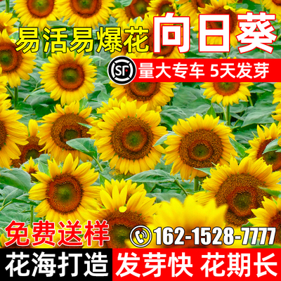 矮生向日葵观赏室外庭院景观花籽