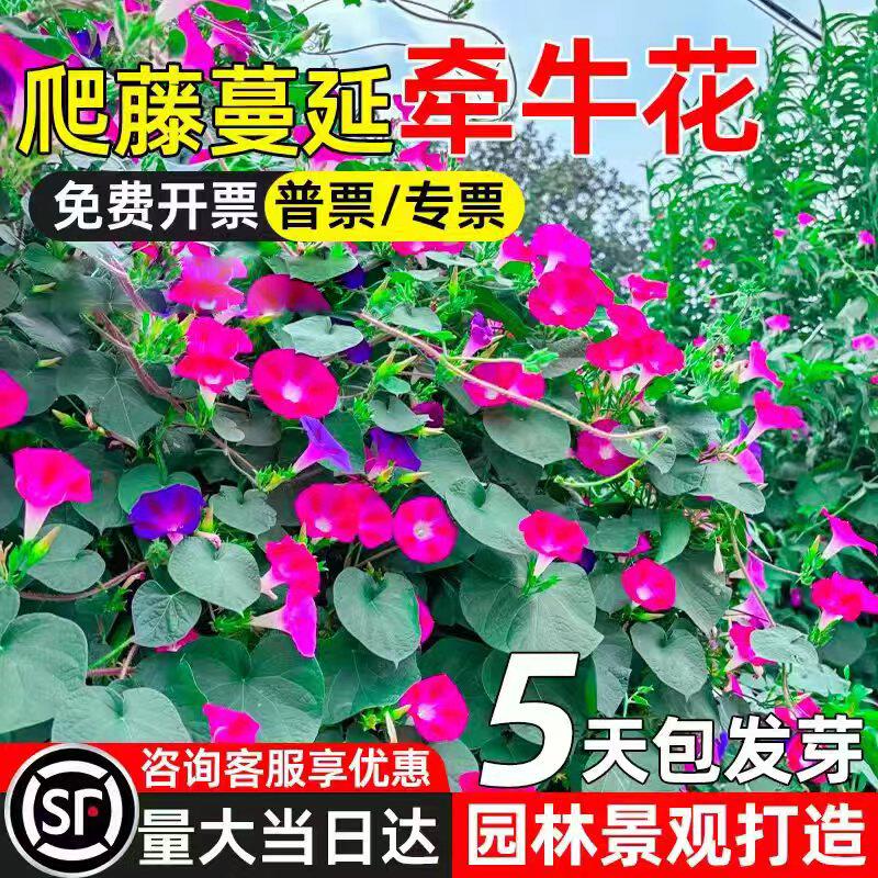 牵牛花种子四季种植园林花种籽图片