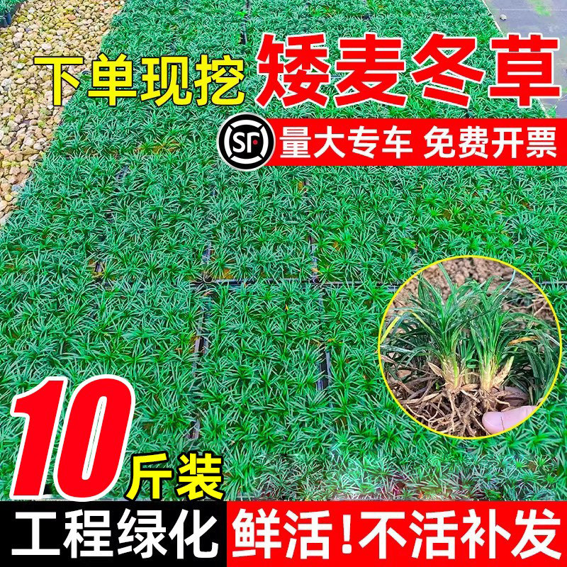 日本麦冬草正宗四季青草庭院绿化