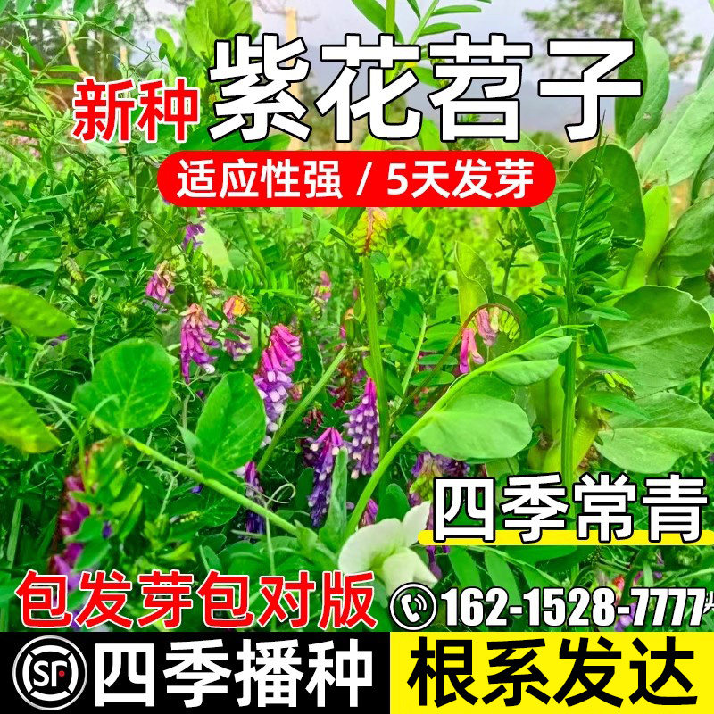 紫花苕子牧草种子果园绿肥毛苕子