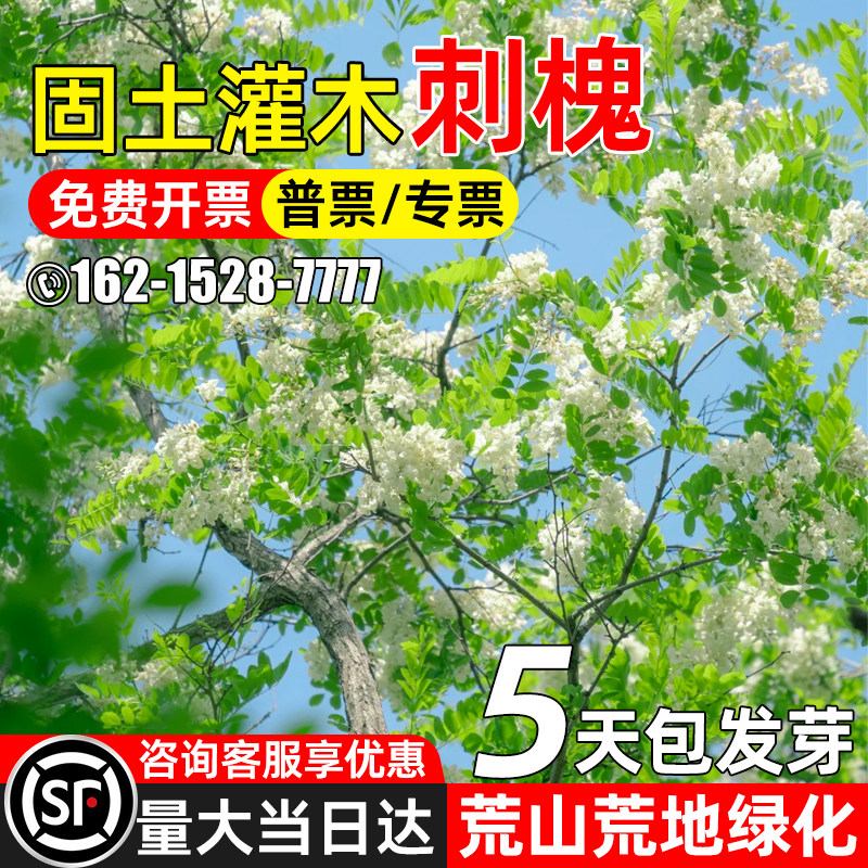 刺槐种子灌木护坡固土荒山绿化