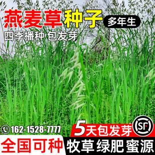 燕麦草籽饲用牧草种子多年生耐寒耐旱畜牧养殖多茬收割高蛋白种籽