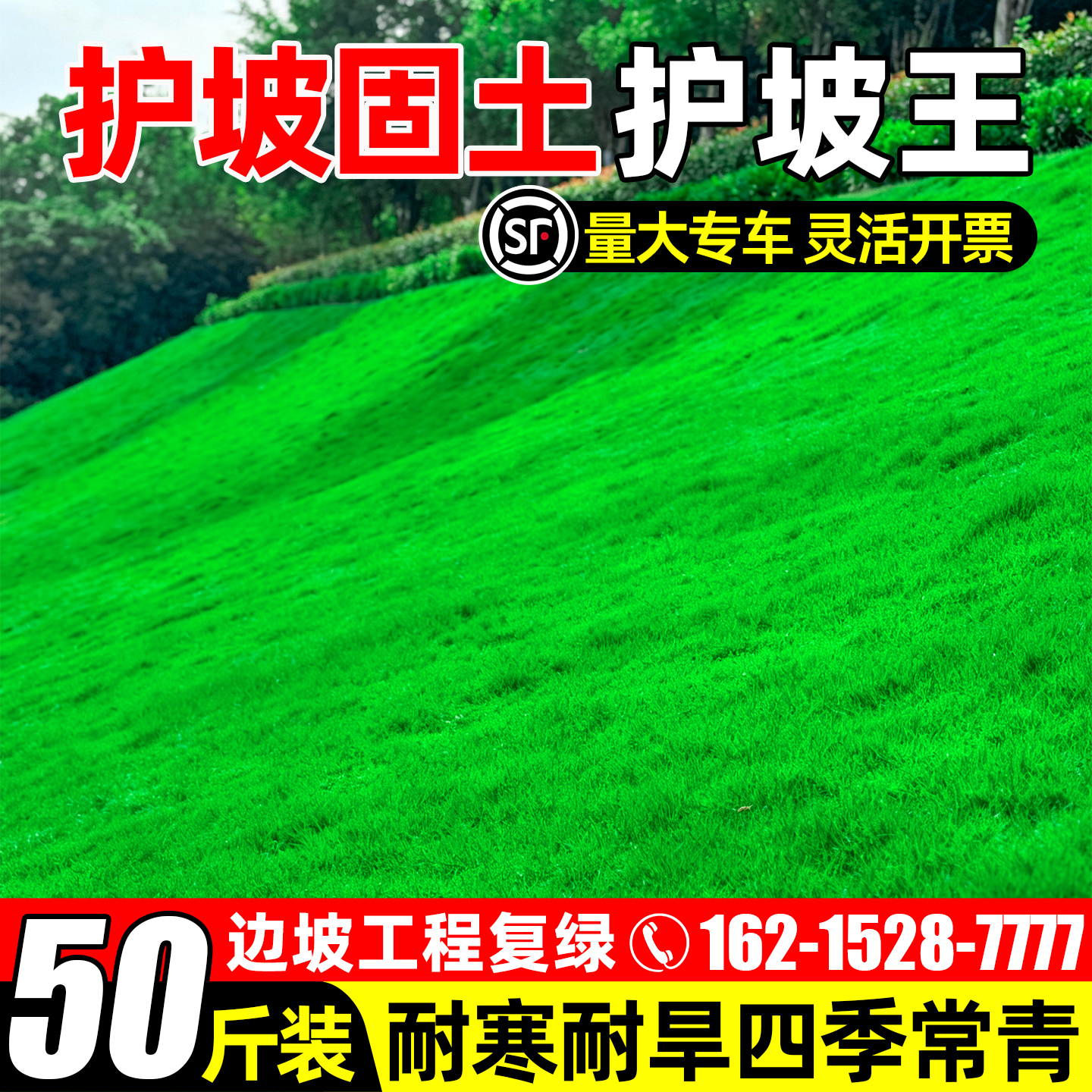 草坪草籽四季长期护坡绿化草种子