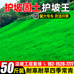 草坪草籽四季常青护坡固土狗牙根高羊茅边坡绿化马尼拉黑麦草种子