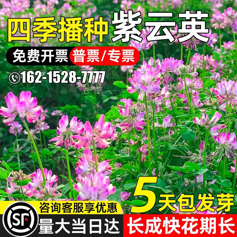 紫云英种子四季牧草可食用牧草