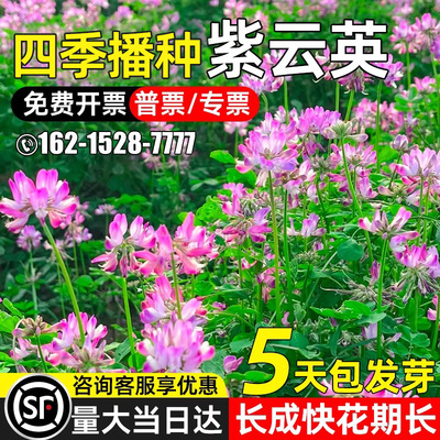 紫云英种子四季牧草可食用牧草