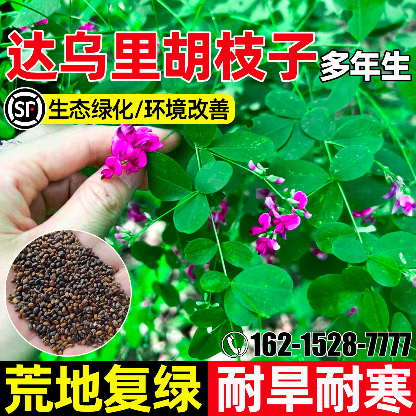 达乌里胡枝子种子耐旱耐贫瘠多年生灌木种籽荒地复绿生态修复绿化