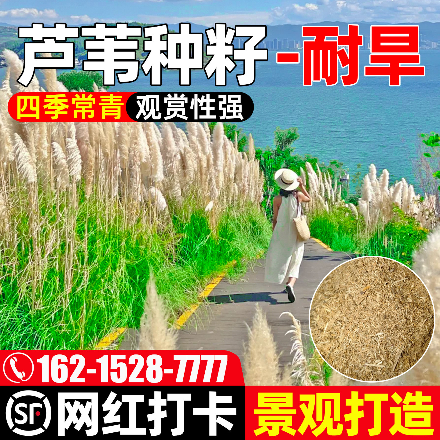芦苇草种籽公园道路绿化花海打造