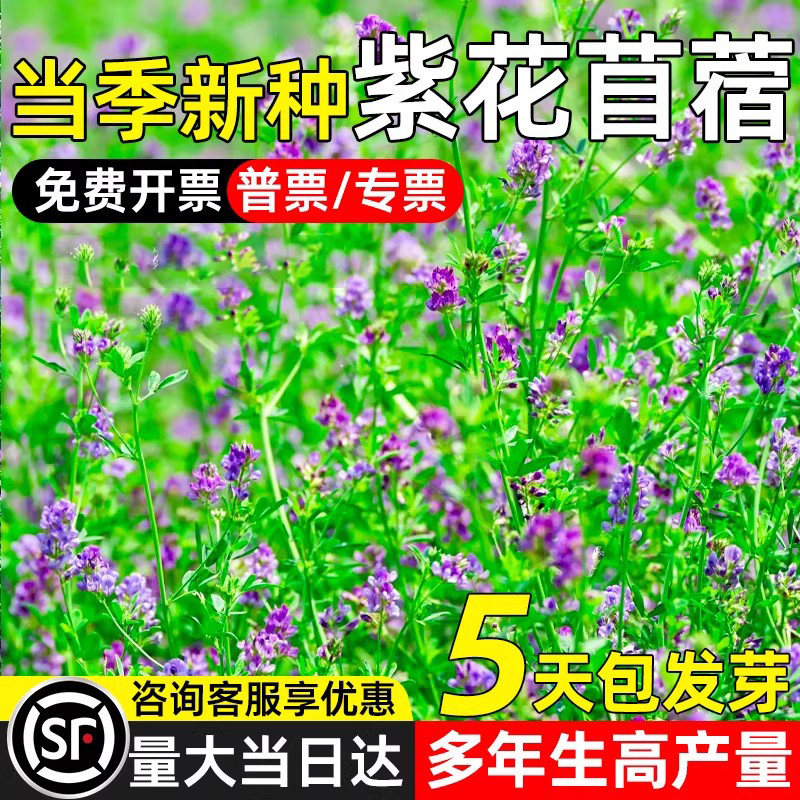 紫花苜蓿多年生畜牧草籽多年生