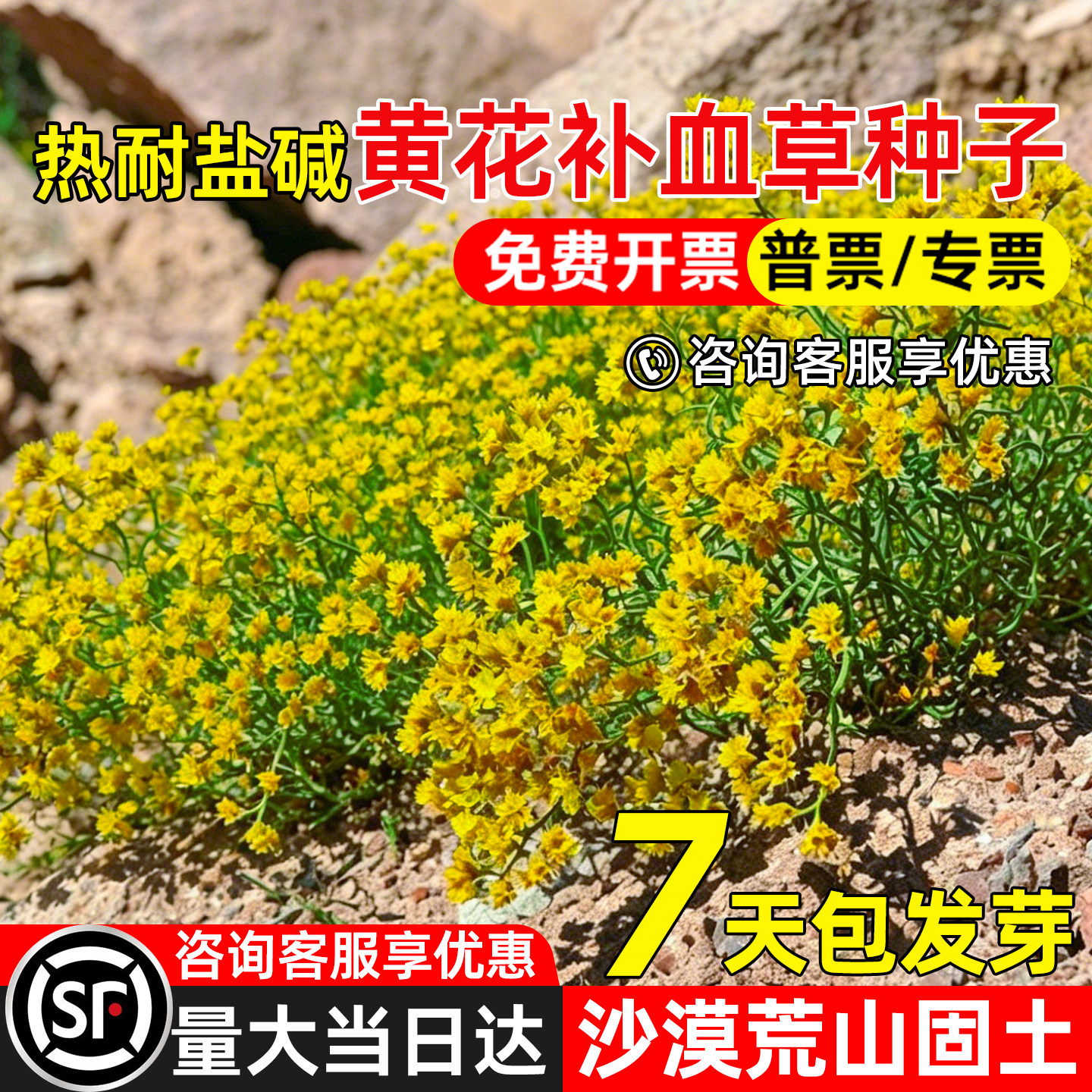 黄花补血草抗风沙荒漠工程绿化籽