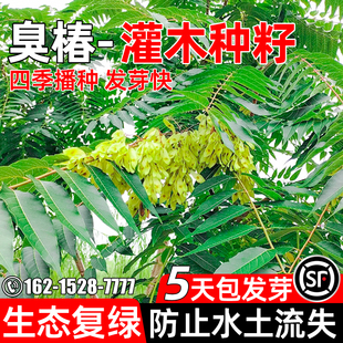 臭椿种子多年生护坡固土林木灌木草籽工程绿化生态修复绿化草种籽
