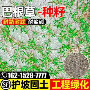 巴根草种子多年生护坡固土草籽耐旱耐热四季常青公园小区绿化种籽