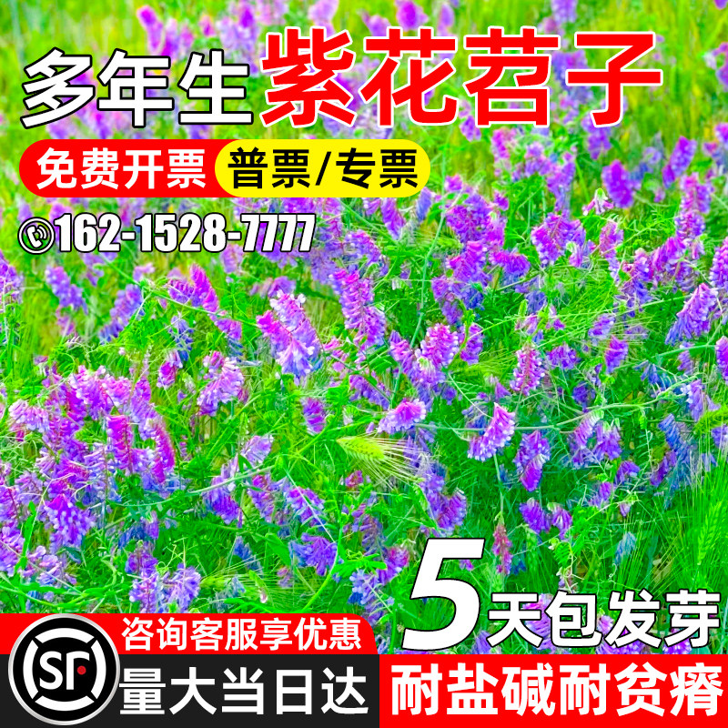 紫花苕子种子多年生绿肥种子果园