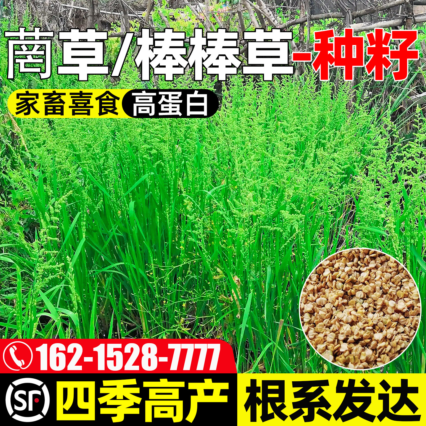棒棒草四季高产家畜喜食多茬收割