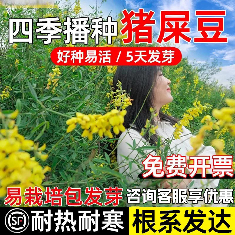优质猪屎豆太阳麻种子灌木护坡