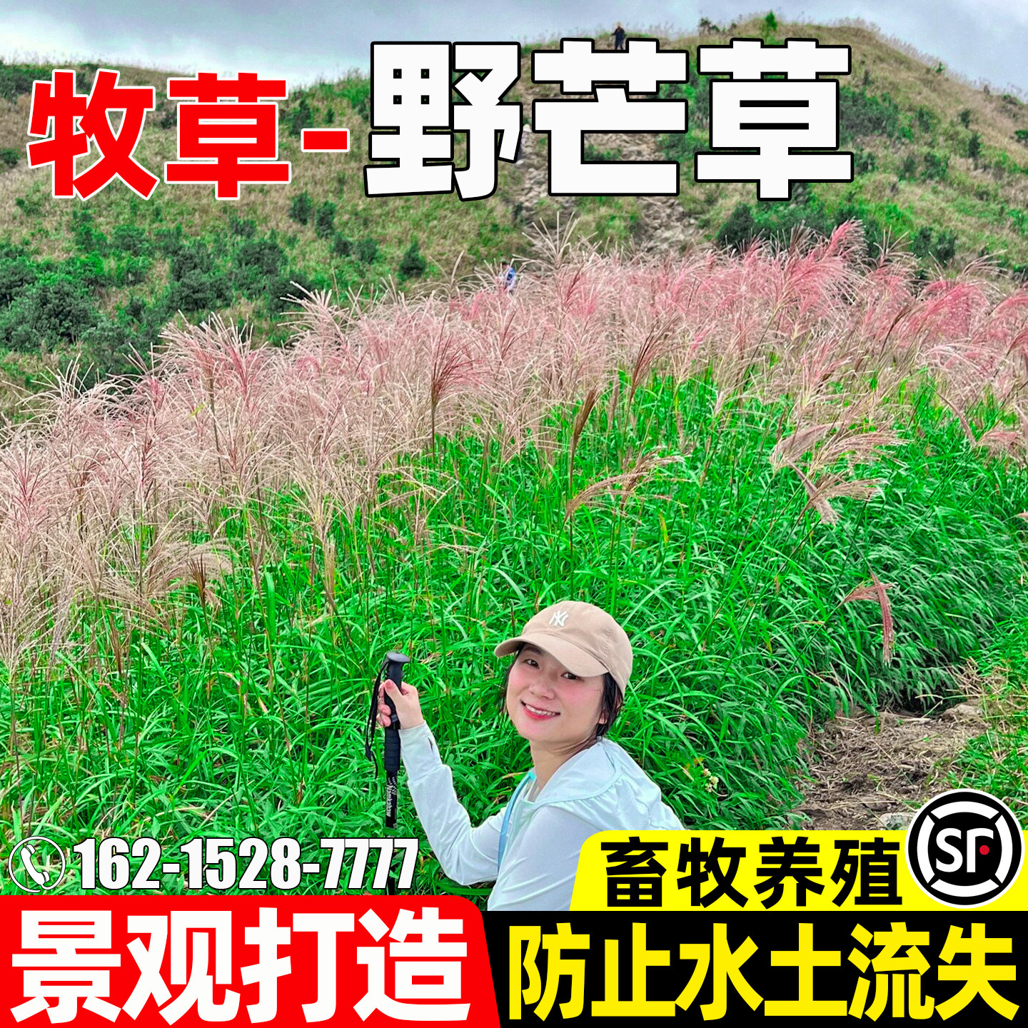 野芒草种子景观花海打造绿化畜牧养殖水土保持耐热耐旱多年生种籽
