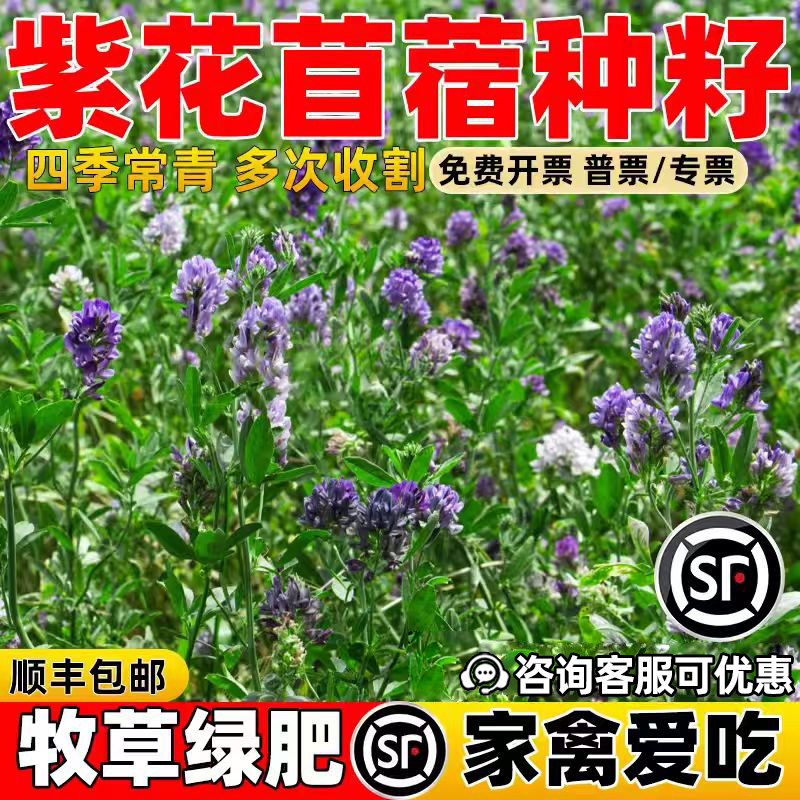 紫花苜蓿四季高产牧草多年生牧草