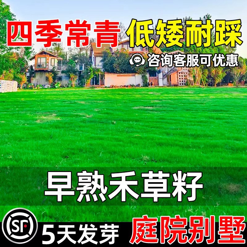 草坪草籽四季常青庭院别墅早熟禾