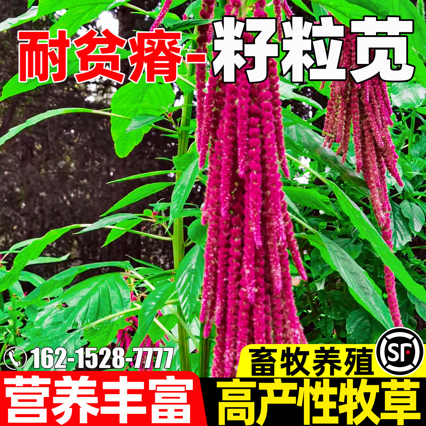 籽粒苋畜牧养殖四季高产家畜喜食