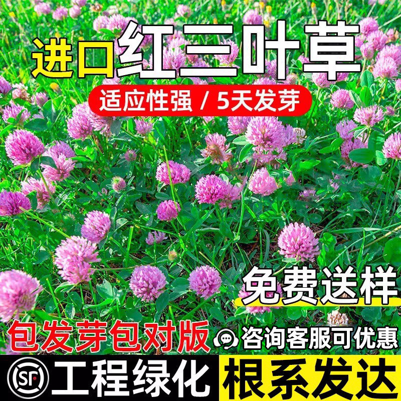 进口红三叶草种子四季常青工程绿化生态复绿草籽耐寒耐旱草坪种籽 - 实物图
