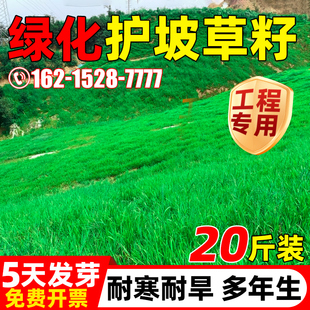 四季青护坡固土耐寒耐旱边坡绿化草坪草籽多年生狗牙根高羊茅种籽