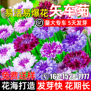 矢车菊花种子四季种植花籽公园花坛花海打造美化观赏野花组合种籽