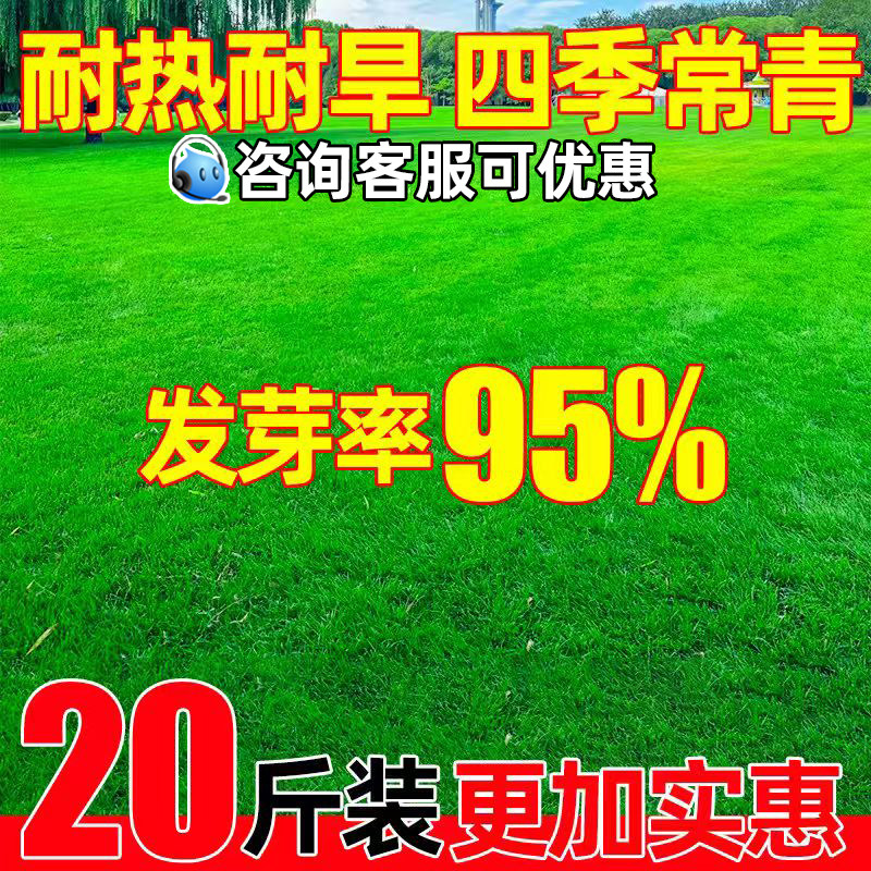 草坪草籽四季常青护坡固土狗牙根矮生庭院地毯草皮绿化黑麦草种子