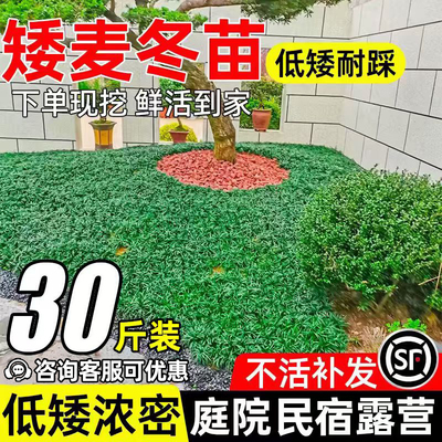 细叶麦冬低矮植物地被草坪玉龙草