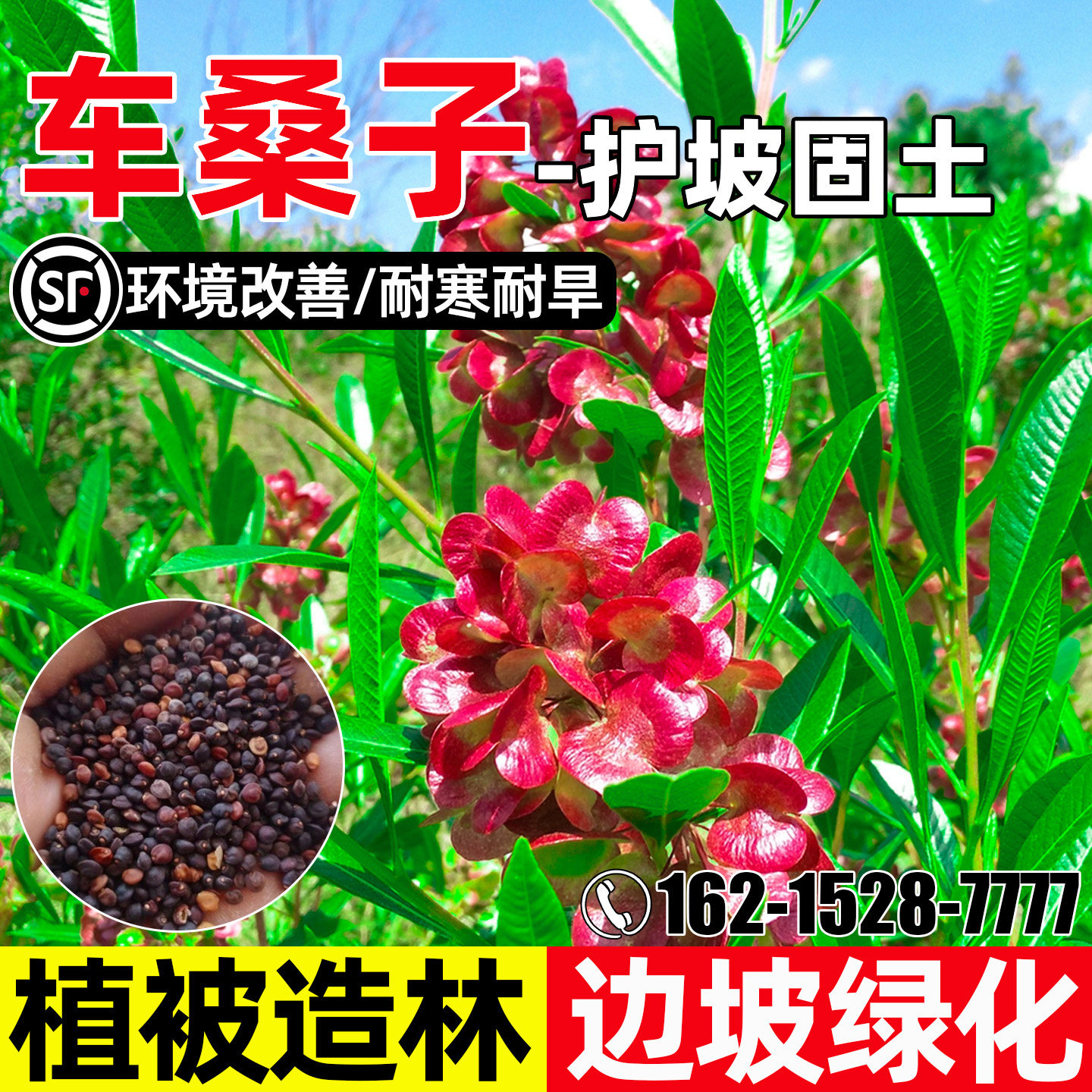 车桑子种子多年生护坡固土灌木草籽边坡绿化荒山复绿植被造林种籽