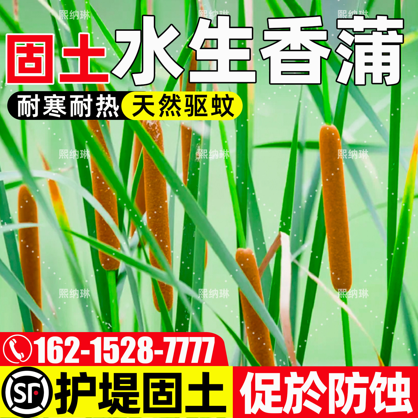 香蒲种籽多年生水生植物绿化草籽