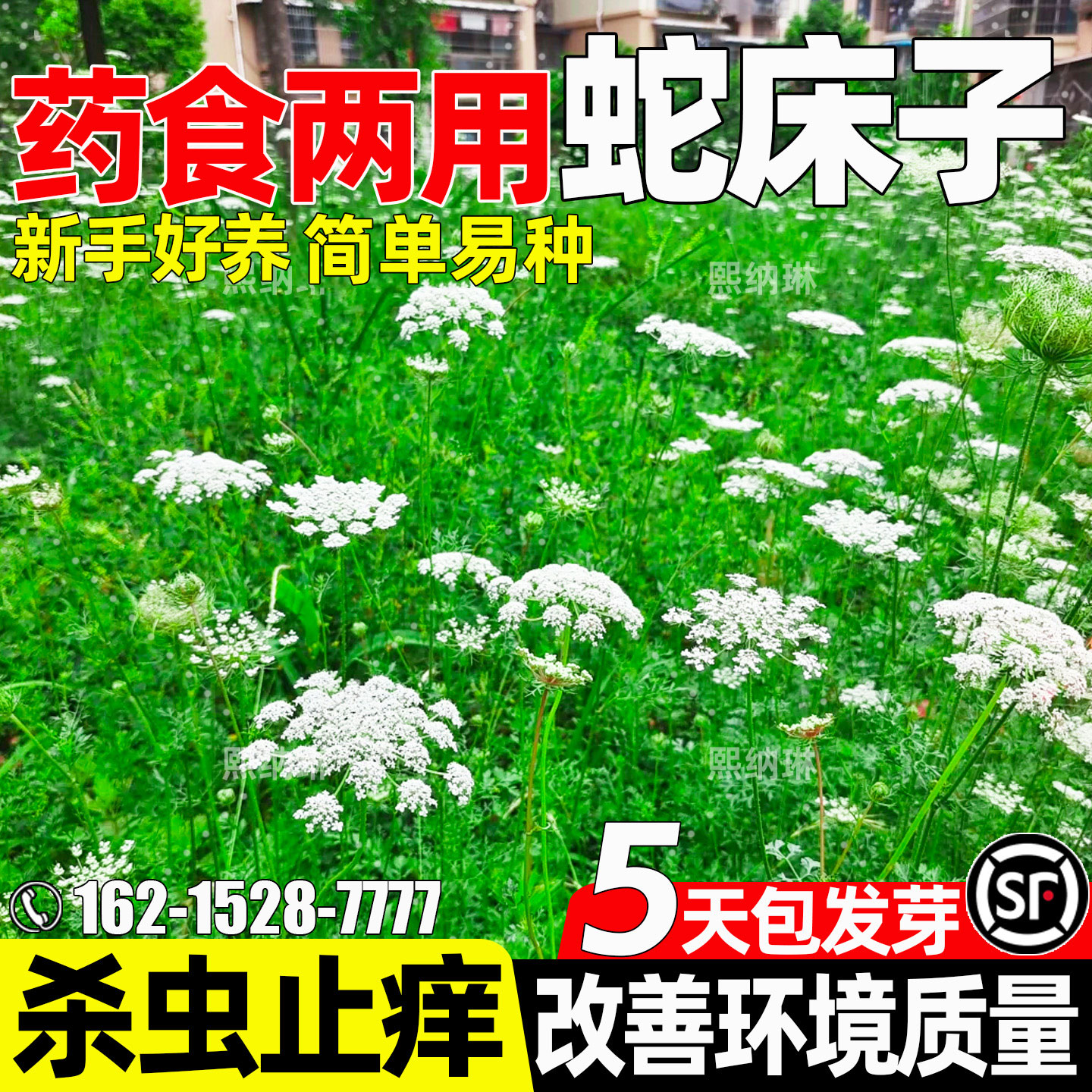 蛇床子杀虫止痒药用食用改善土壤